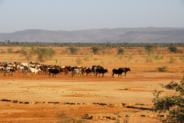 Herd of cattle with the Dogon Plateau in the distance