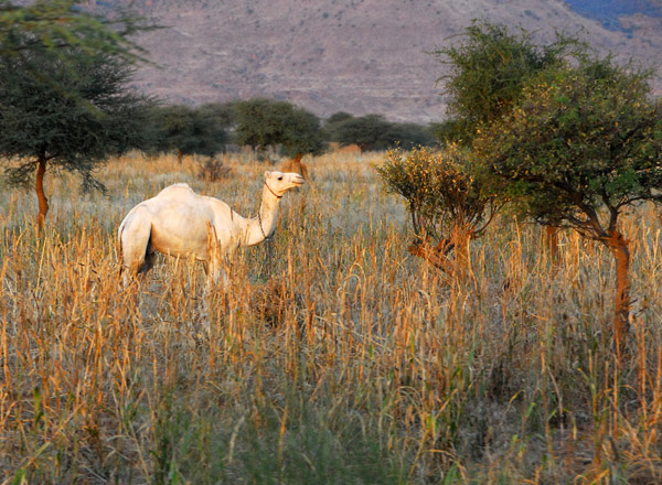 White-ish camel in tall grass, Mali
