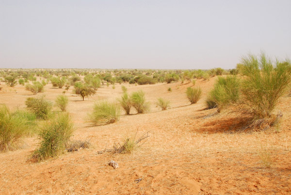 The Sahel south of the Niger River heading for Timbuktu, Mali