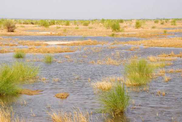 Wetlands indicating the Niger River can't be far