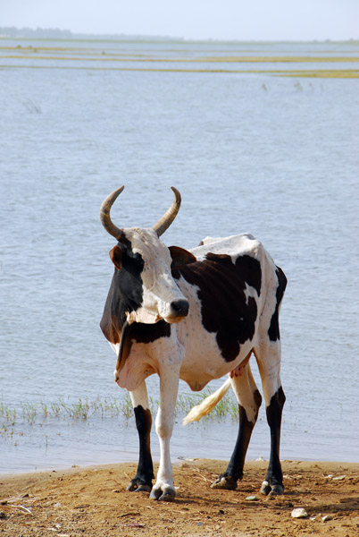 Cow along the Niger