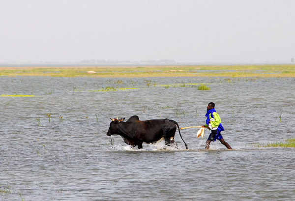 Man herds a bull through the shallow water of the Niger River