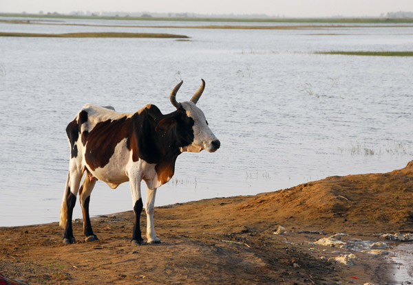 Bull along the Niger River, Timbuktu Ferry