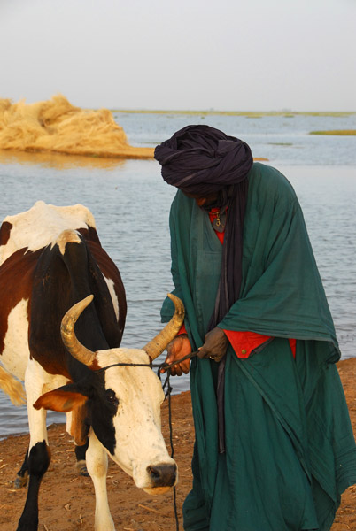 Man tying up the young bull