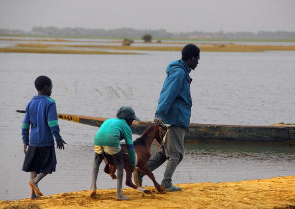 A very very unhappy goat being dragged away to a waiting pirogue