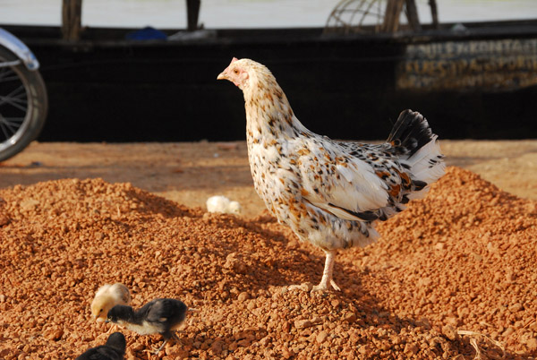Hen and chicks, Korioumé, Mali