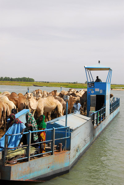 Camels on the Niger River ferry, Timbuktu