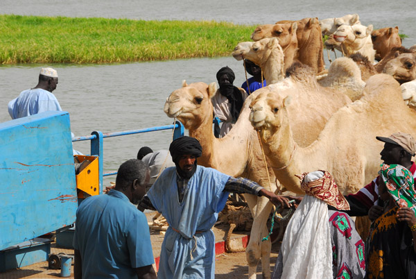 The camels seemed very reluctant to be on the ferry