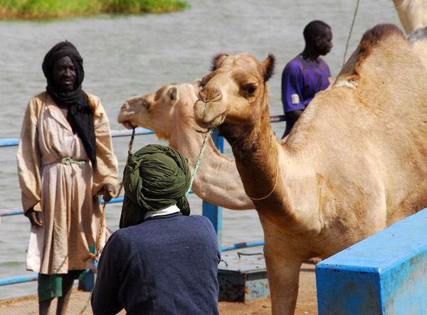 Unruly camels is probably why it took so long for the ferry to return this time