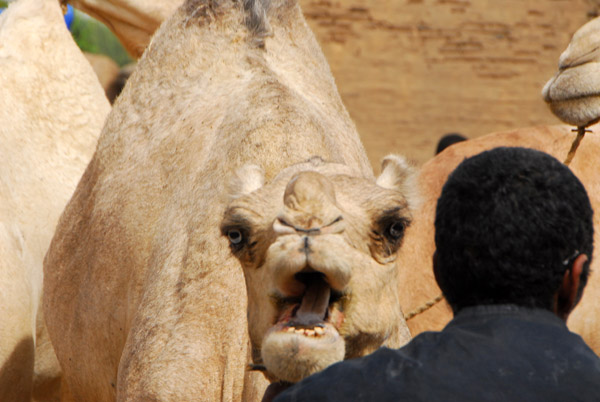 Camel showing his displeasure