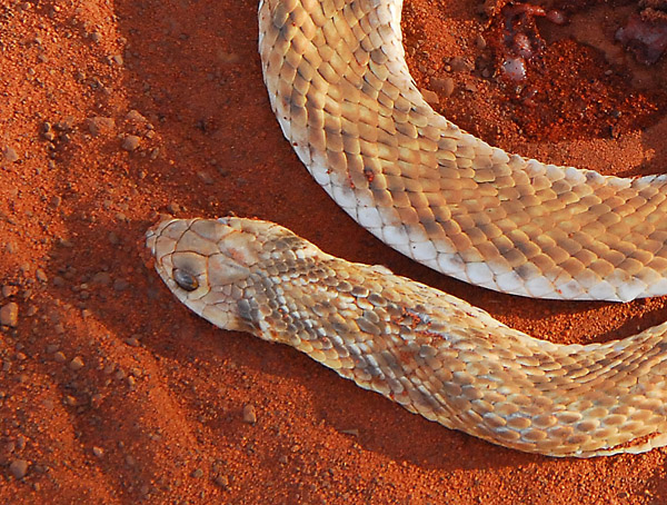 Roadkill snake, Mali