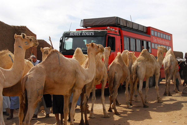 Camel train passing the Rotel, Korioumé, Mali