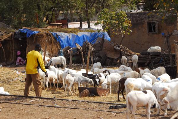 Herd of sheep along the railway tracks in Bamako