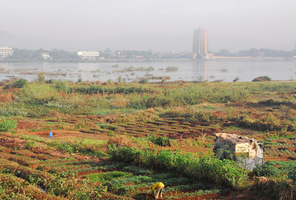 Subsistance farm plots on the south shore of the Niger River in sight of the BCEAO Tower, Bamako