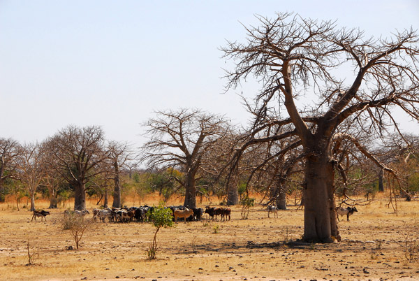 Baobab forest in western Mali between the Senegal border at Kidira and Kayes