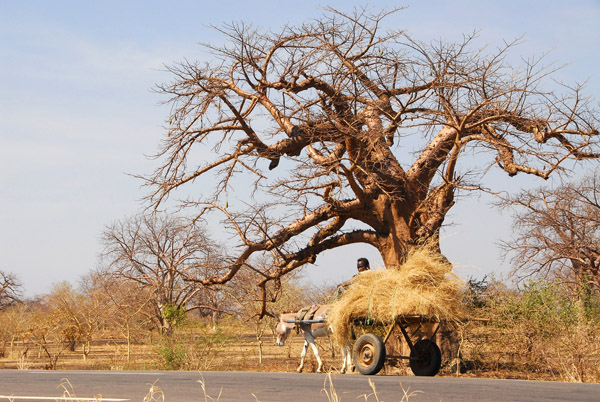 Donkey cart and baobab, Mali