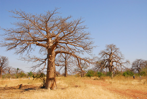 Baobab forest between Kidira-Diboli and Kayes, Mali