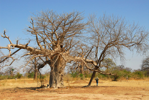 Baobab forest between Kidira-Diboli and Kayes, Mali