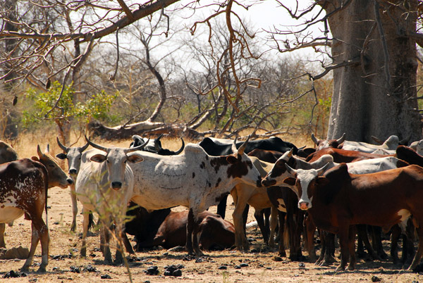 Cattle seeking shade beneath a baobab, Mali