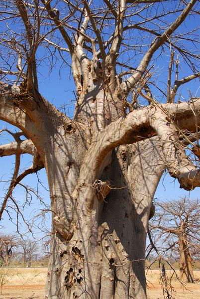 Baobab, Mali