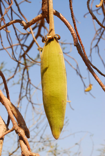 Baobab fruit