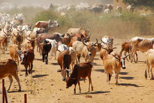Herd of cattle kicking up dust, Mali