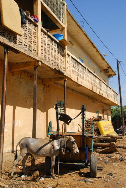 A donkey parked in Kayes, Mali