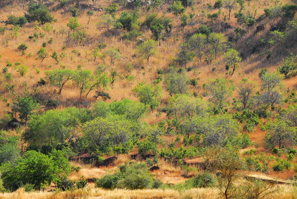 The bush of western Mali