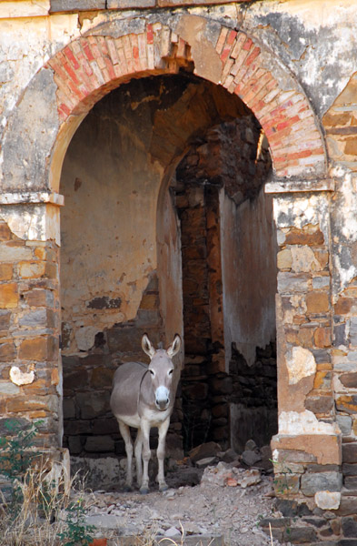 Donkey in the ruins of the Officer's mess