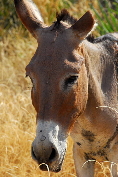 Donkey, Fort de Médine, Mali