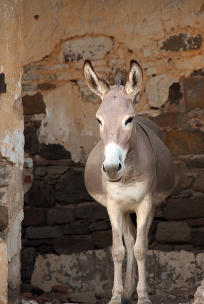 Donkey, Fort de Mdine, Mali