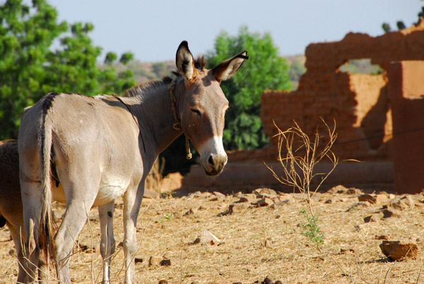 Donkey, Médine, Mali