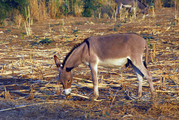 Donkey, Félou, Mali