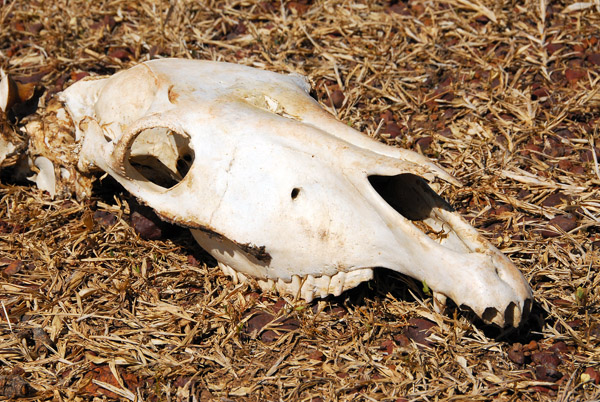 Skull, Mali