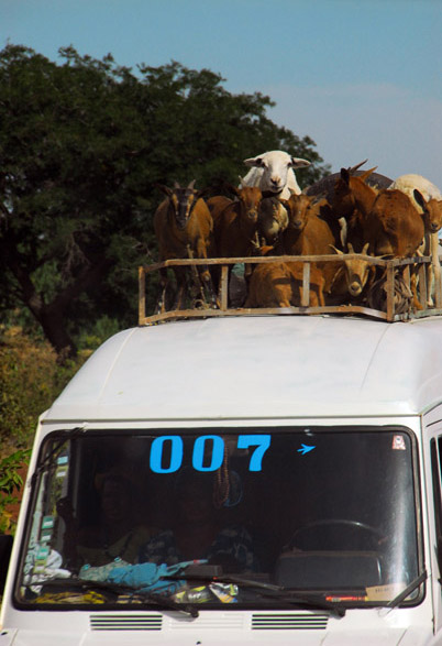 Van in Mali with a roof load of goats and sheep