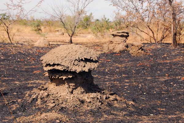 Mushroom-shaped termite mound, central Mali