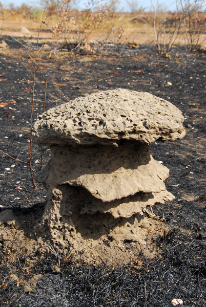 Mushroom-shaped termite mound