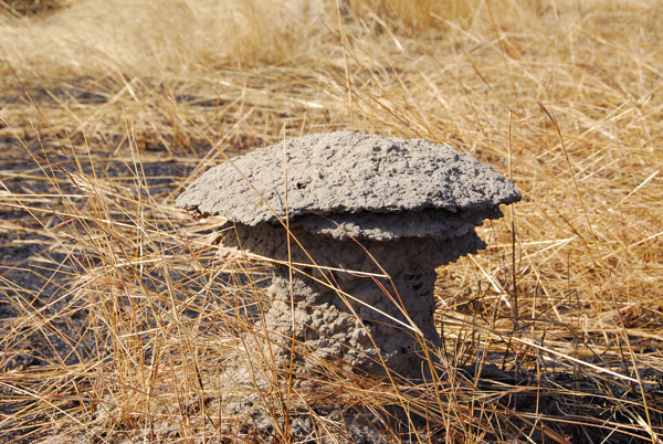 Mushroom-shaped termite mound