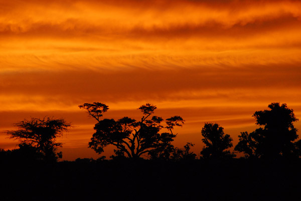 Trees silhouetted against the red sky, Mali