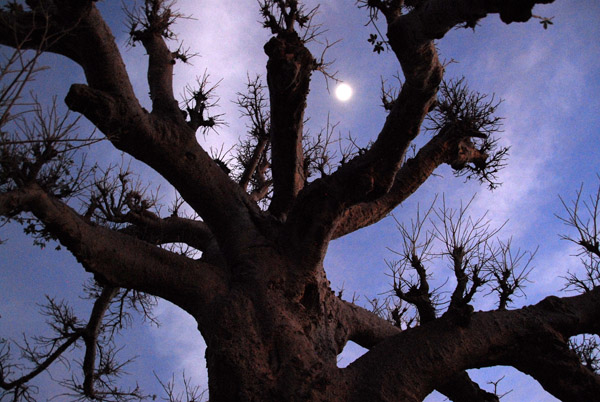 The full moon and an eerie baobab, Mali