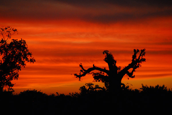 Stumpy baobab with a red sky, Mali