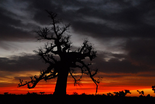 Baobab at sunset, Mali
