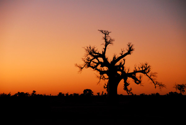 A new day dawns on the African savannah, Mali