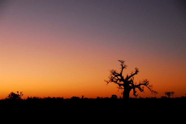 A lone baobab on the horizon at dawn, Mali
