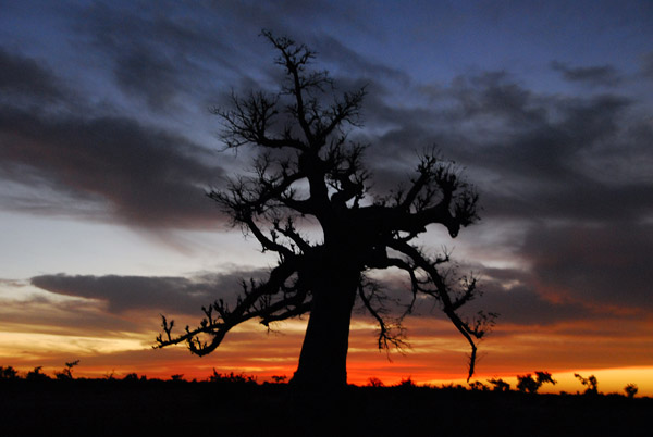 Sunset with tree, Mali