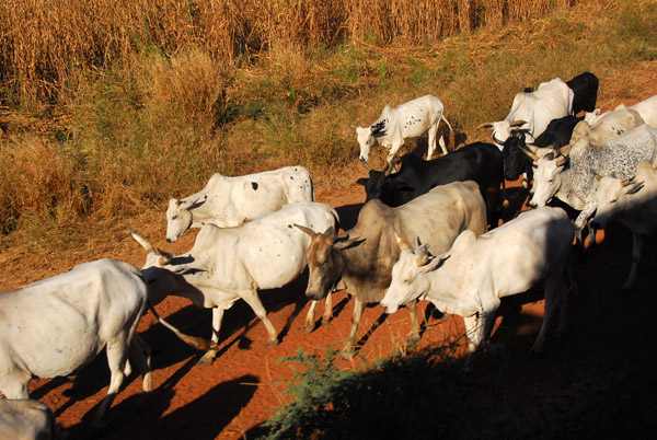 Cattle, Mali
