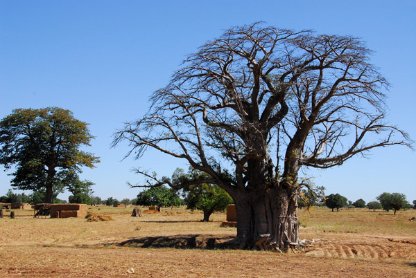 Large baobab, Mali