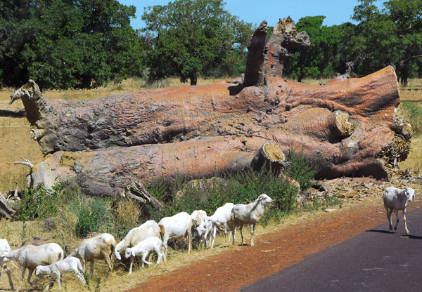 Sheep pass a fallen baobab trunk along the road, Mali