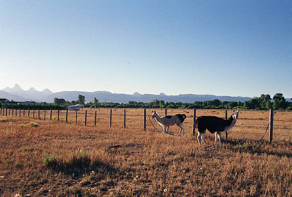 Tetonia - Driggs, Idaho