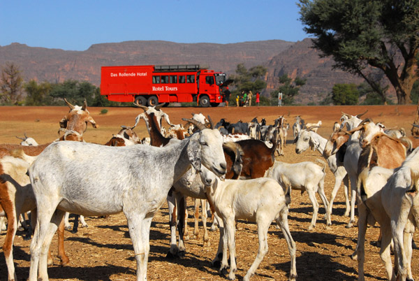Herd of goats, Mali